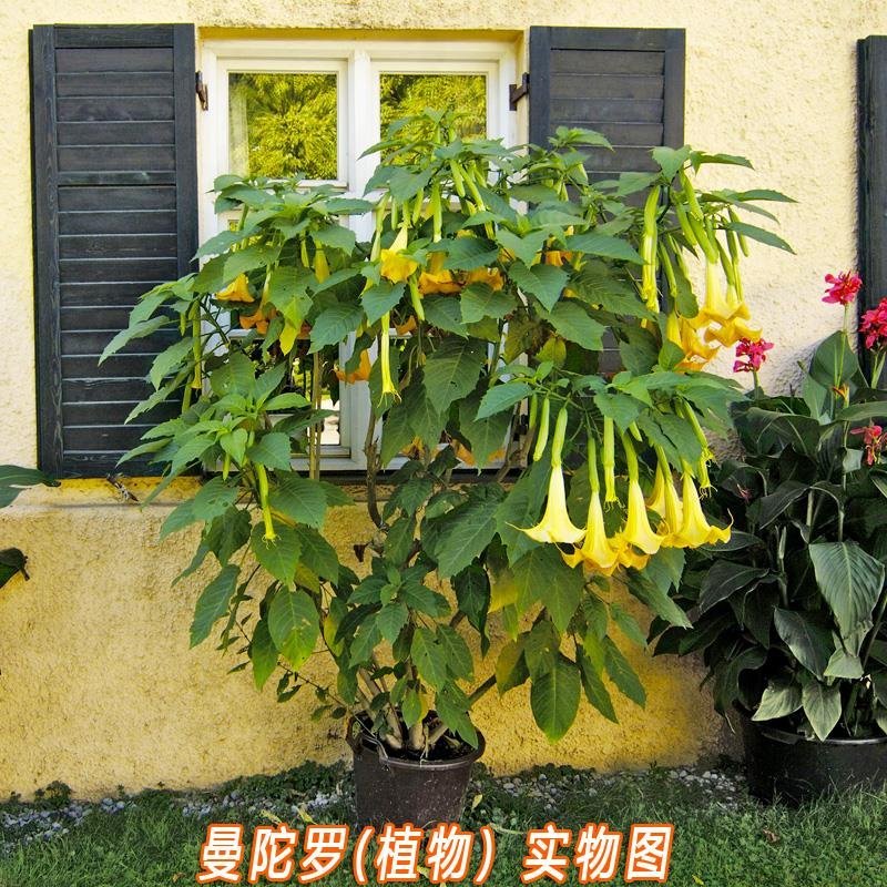 曼陀罗种子庭院花卉盆栽家庭阳台种植花草花海草花四季花卉花
