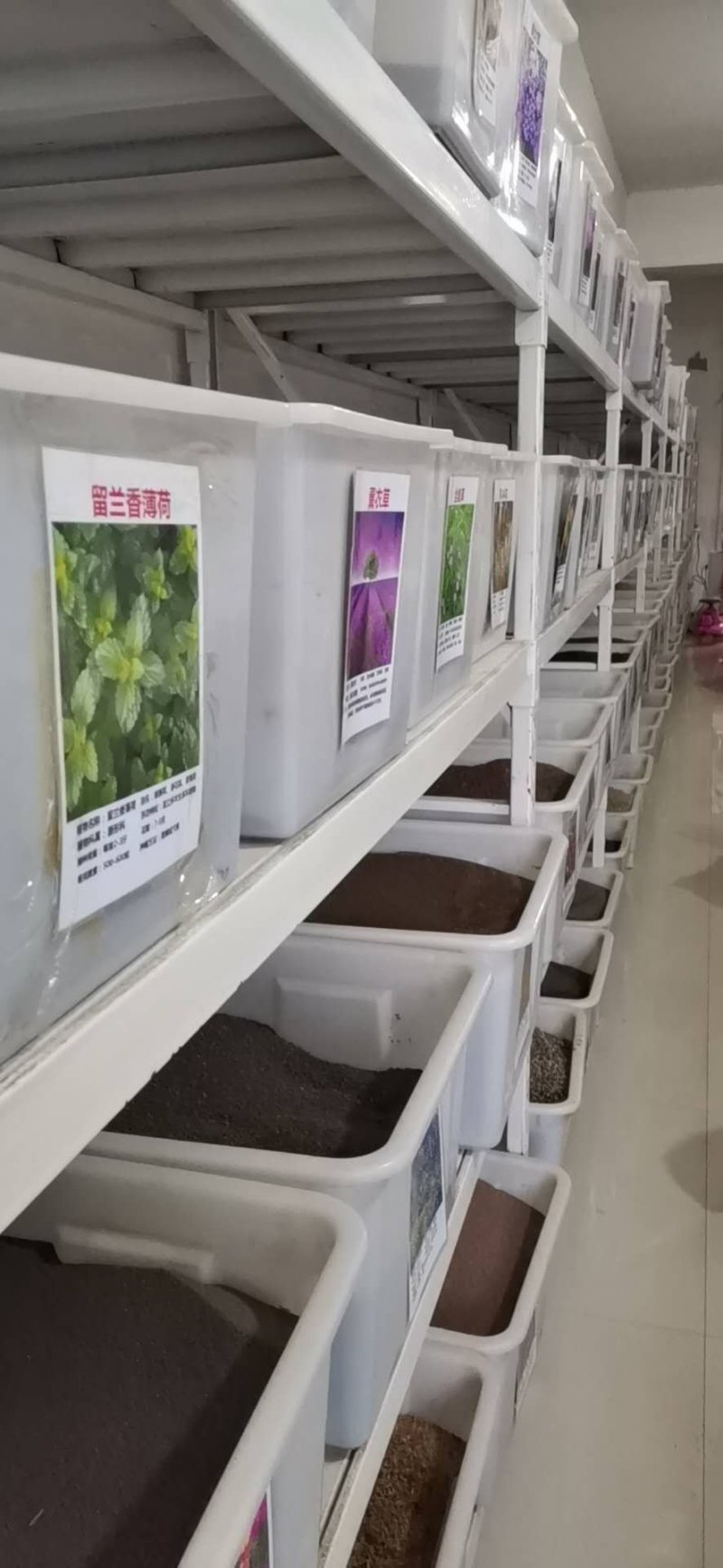 曼陀罗种子庭院花卉盆栽家庭阳台种植花草花海草花四季花卉花