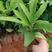 广西五指毛桃苗，提供种植技术，成活好，基地直供