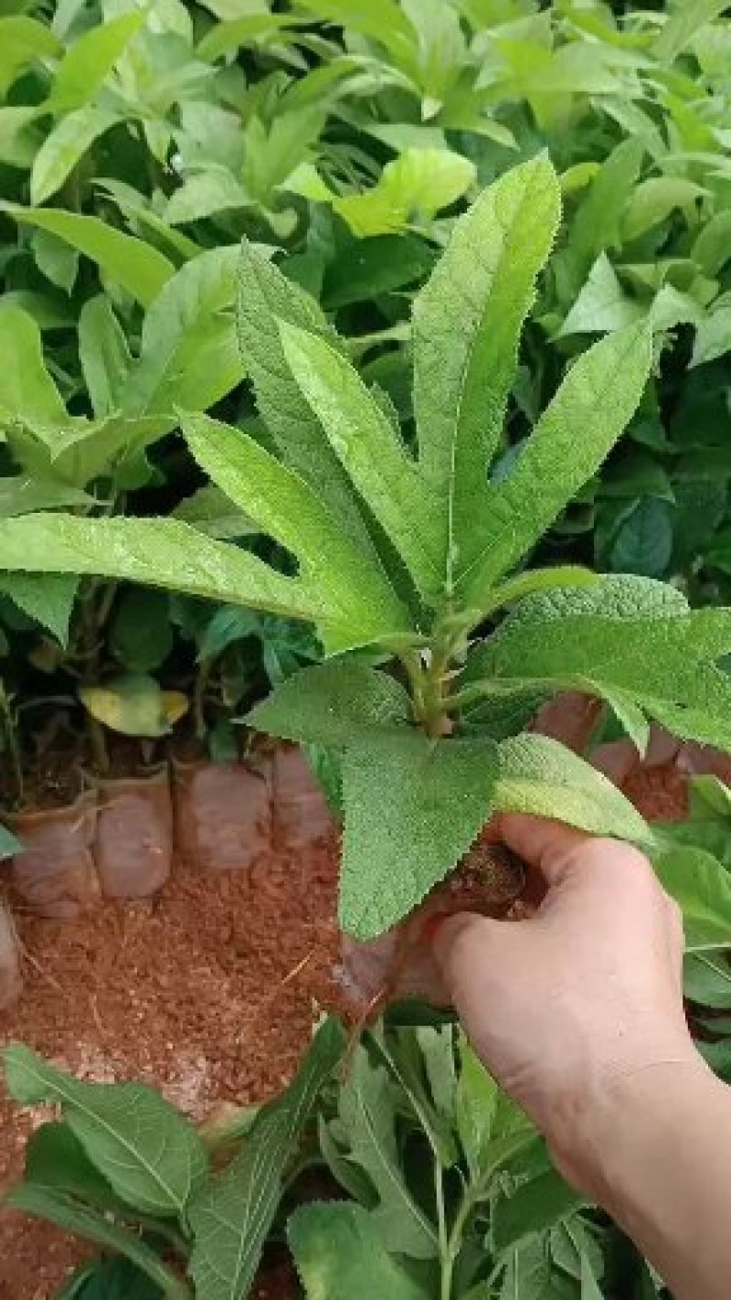 湖南五指毛桃苗，提供种植技术，成活好，基地直供，回收成品