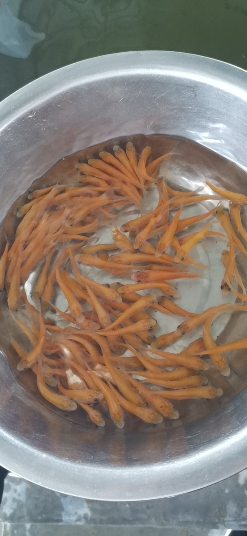 鱼苗金草鱼苗优选俄罗斯金丝草鱼身形优美色泽金黄