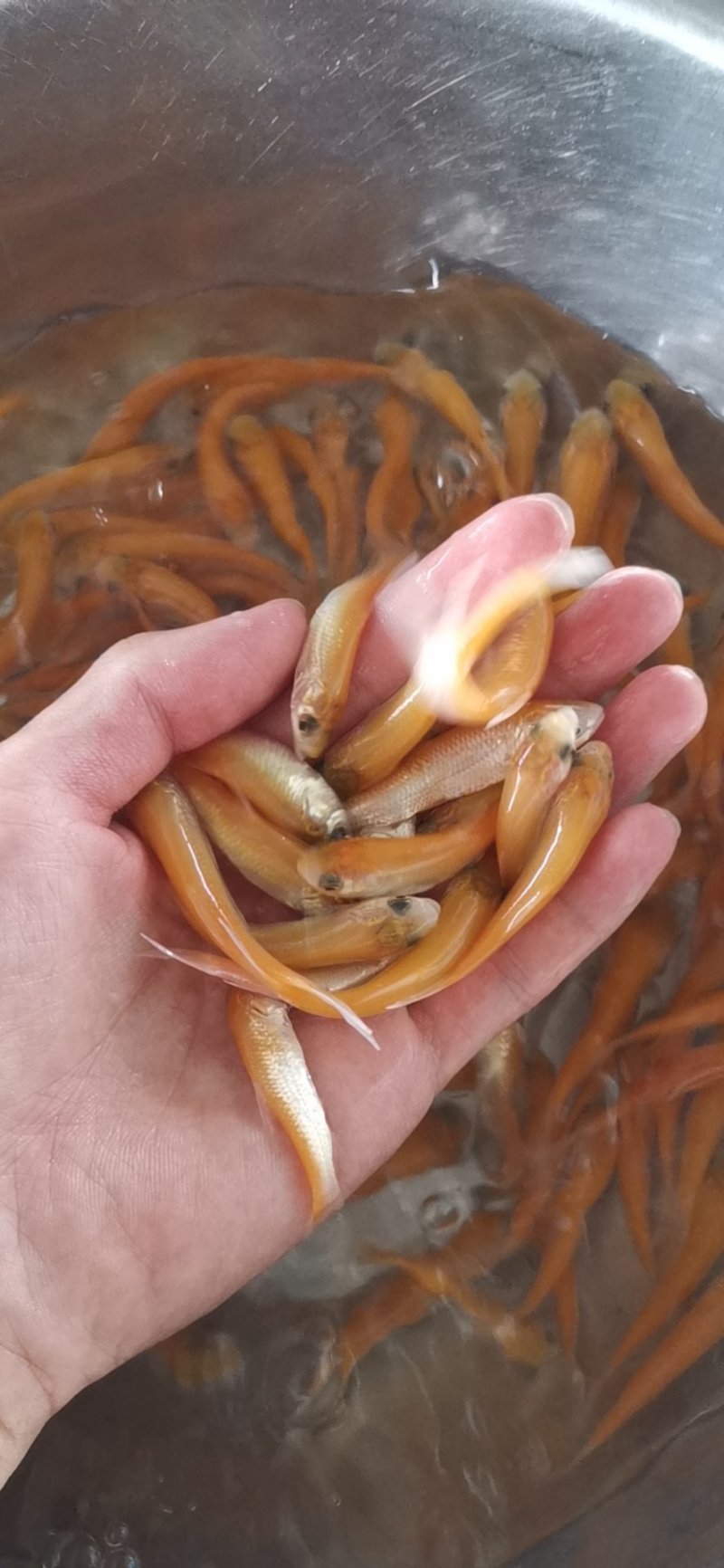 鱼苗金草鱼苗优选俄罗斯金丝草鱼身形优美色泽金黄