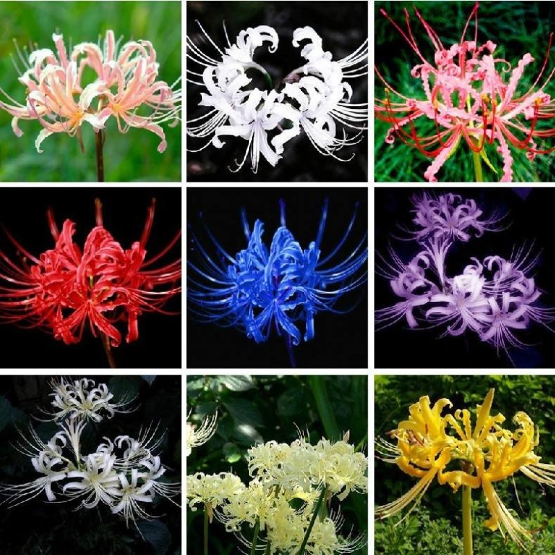彼岸花种球红花石蒜种子种球曼陀罗种子曼珠沙华水仙种球
