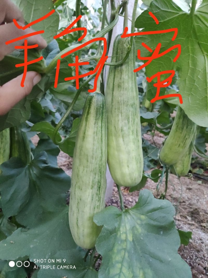 羊角蜜甜瓜苗嫁接苗直根苗口感酥脆基地直供