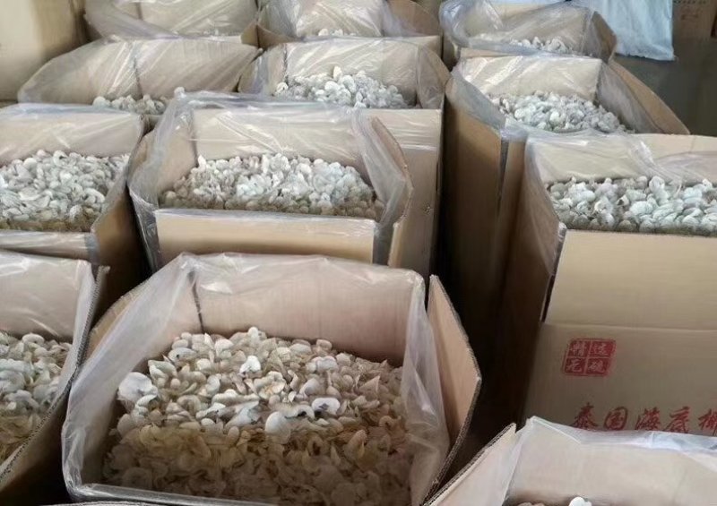 海底椰片泰国海底椰片无硫煲汤靓料大量现货批发