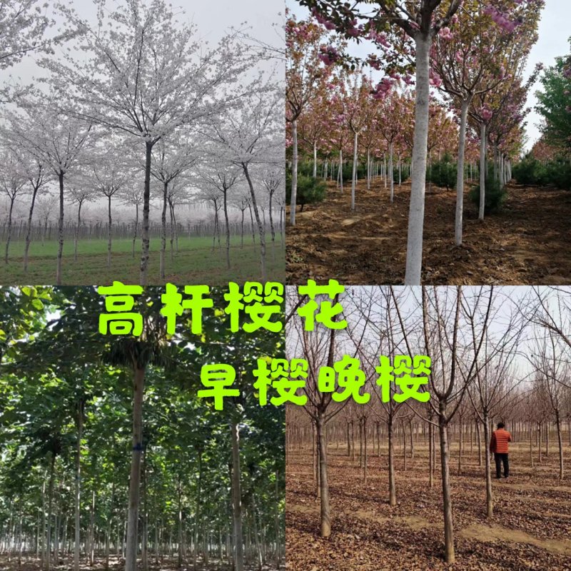 樱花树5～25公分日本晚樱樱花树15公分8公分10公分