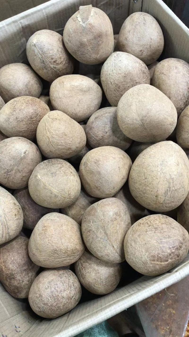 椰子印度大椰皇超低价批发现在有货