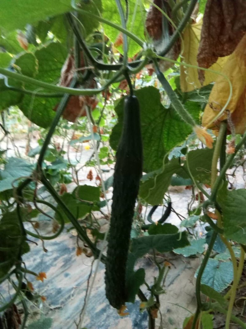 顶花带刺精品黄瓜
