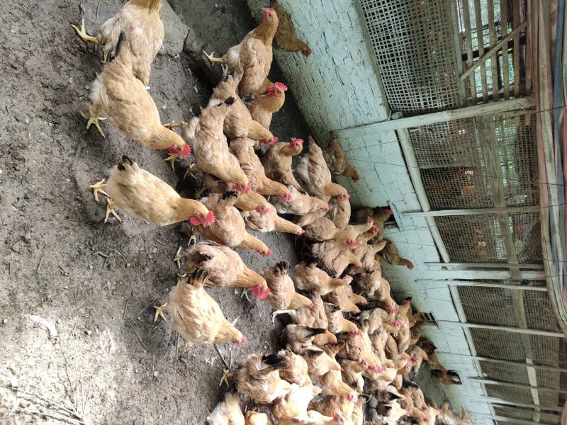 长期供应土2土1.8，岭南黄，三黄鸡，灵山土鸡