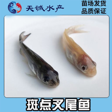 广东优质叉尾鮰鱼苗斑点叉尾苗全国可发货自己基地