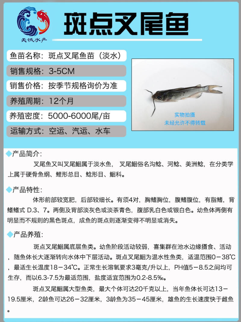 广东优质叉尾鮰鱼苗斑点叉尾苗全国可发货自己基地