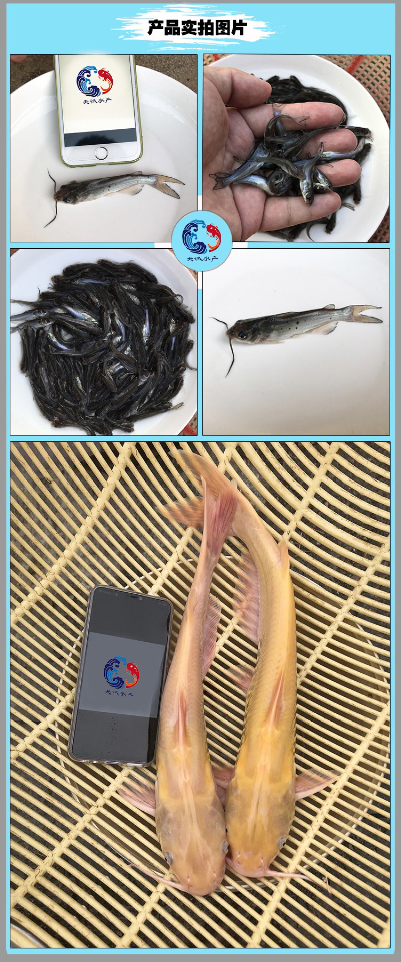 广东优质叉尾鮰鱼苗斑点叉尾苗全国可发货自己基地