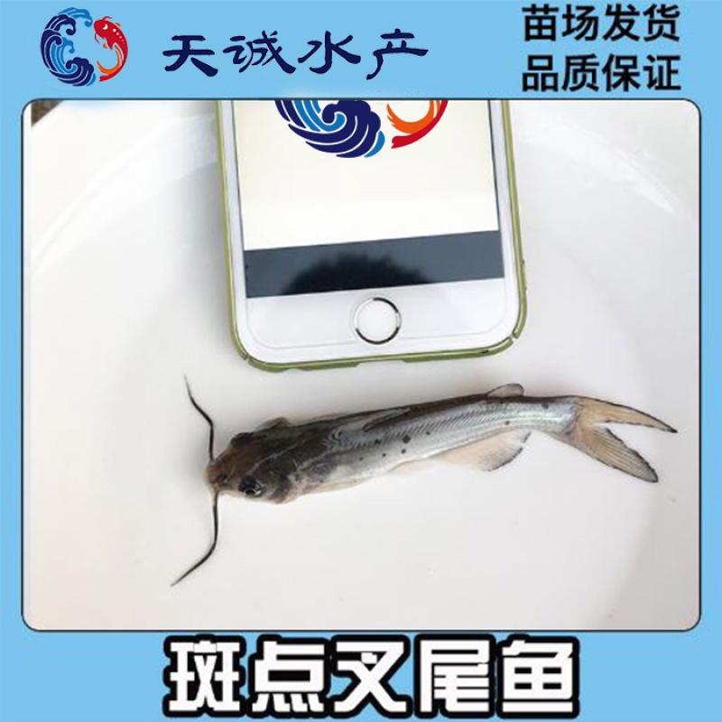 广东优质叉尾鮰鱼苗斑点叉尾苗全国可发货自己基地