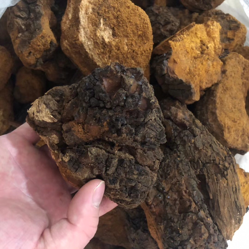 桦树茸正品野生桦褐孔菌茶天然白桦茸桦树泪500g包邮
