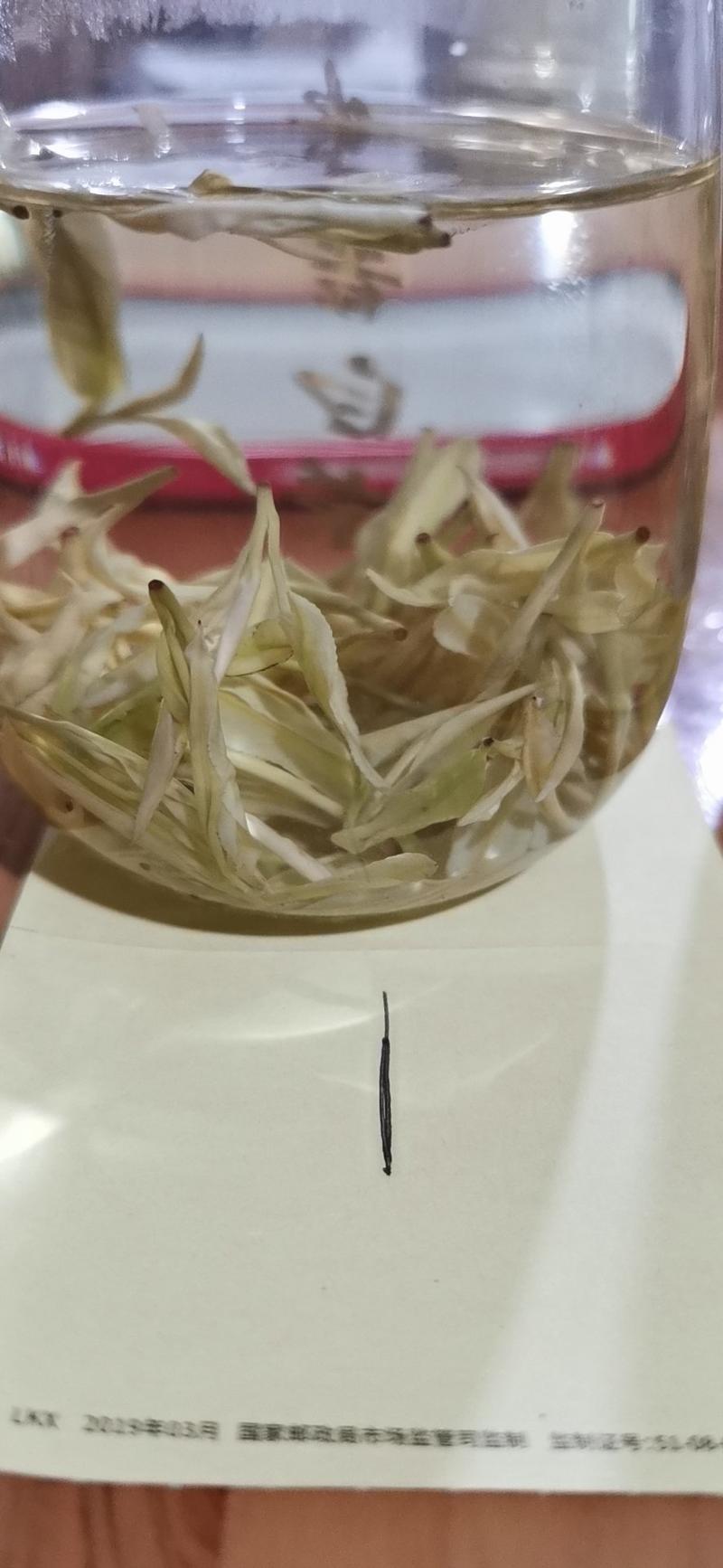 茶树苗，，早春白水晶白茶苗，白化新品种里的新贵