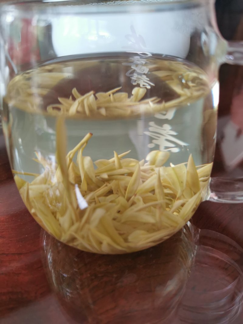 茶树苗，，早春白水晶白茶苗，白化新品种里的新贵