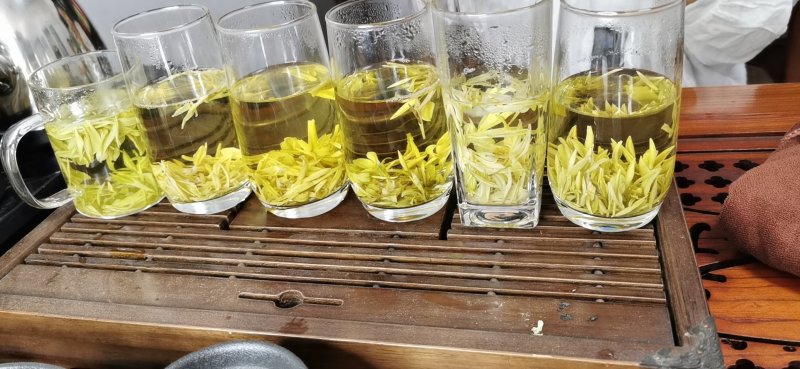 茶树苗，，早春白水晶白茶苗，白化新品种里的新贵