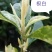 特早奶白水晶白茶苗，小叶奶白越黄茶苗，龙井黄，早奶黄，