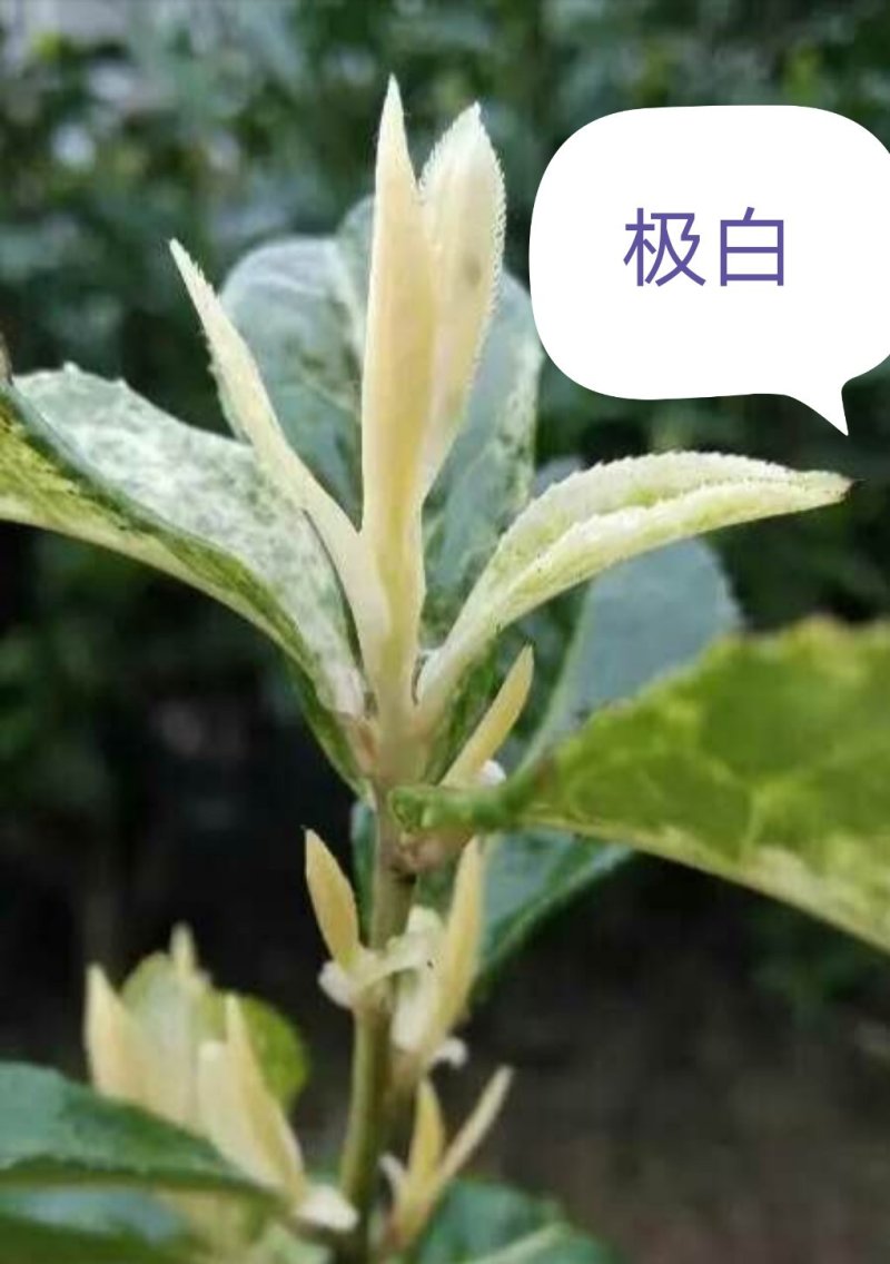 特早奶白水晶白茶苗，小叶奶白越黄茶苗，龙井黄，早奶黄，