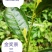 特早奶白水晶白茶苗，小叶奶白越黄茶苗，龙井黄，早奶黄，