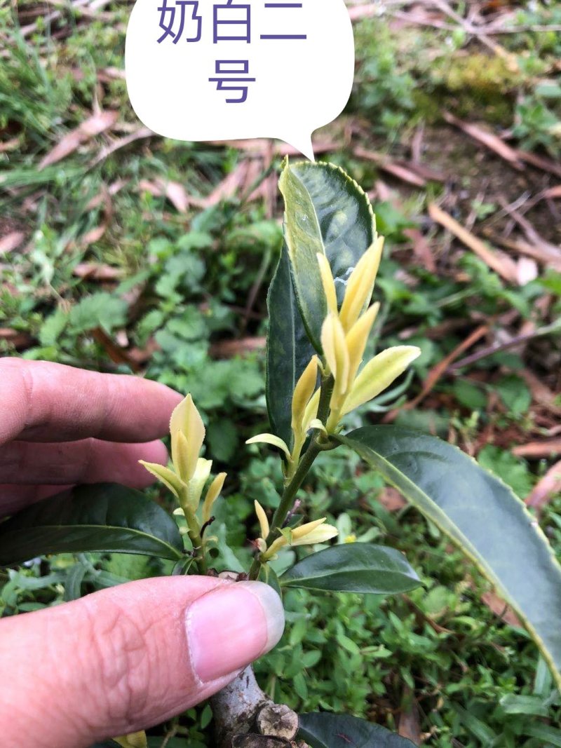 特早奶白水晶白茶苗，小叶奶白越黄茶苗，龙井黄，早奶黄，