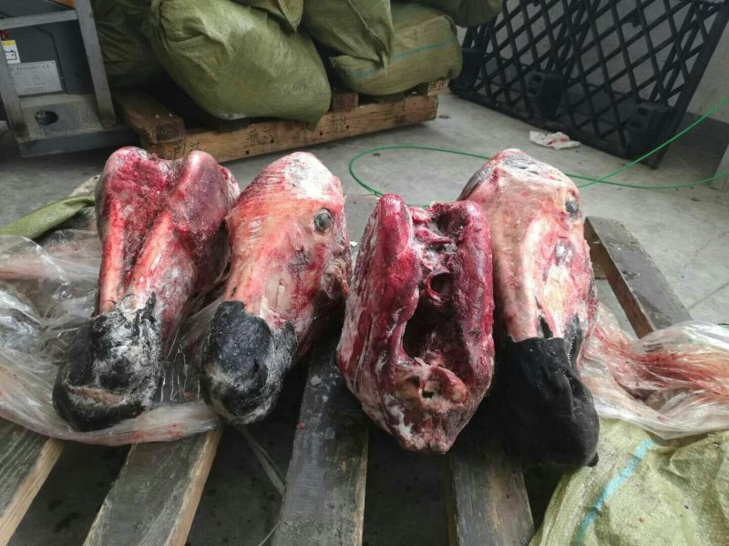 驴肉欢迎选购优质驴肉马肉驴板肠等