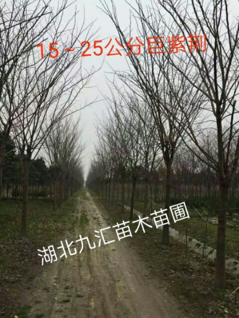 紫荆树巨紫荆紫荆12～20公分