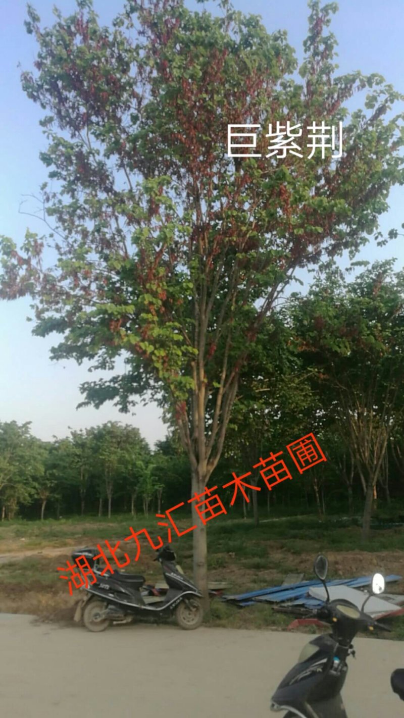 紫荆树巨紫荆紫荆12～20公分