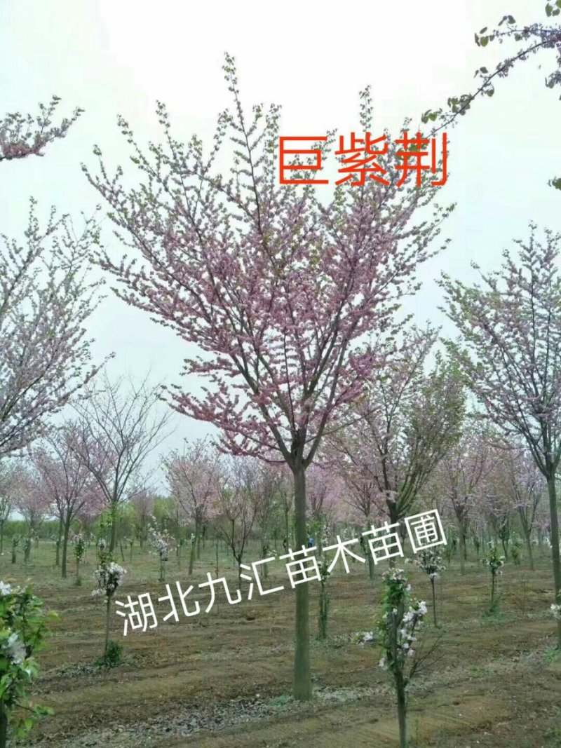 紫荆树巨紫荆紫荆12～20公分
