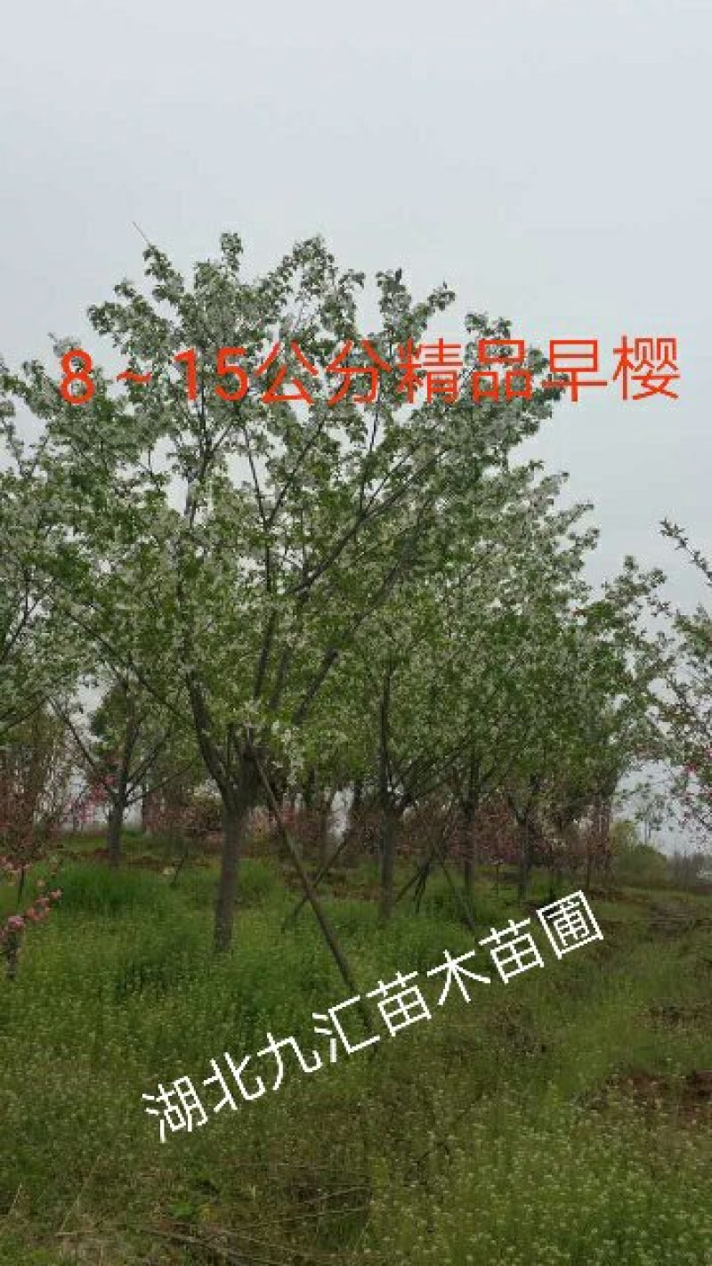 樱花树早樱晚樱高杆樱花