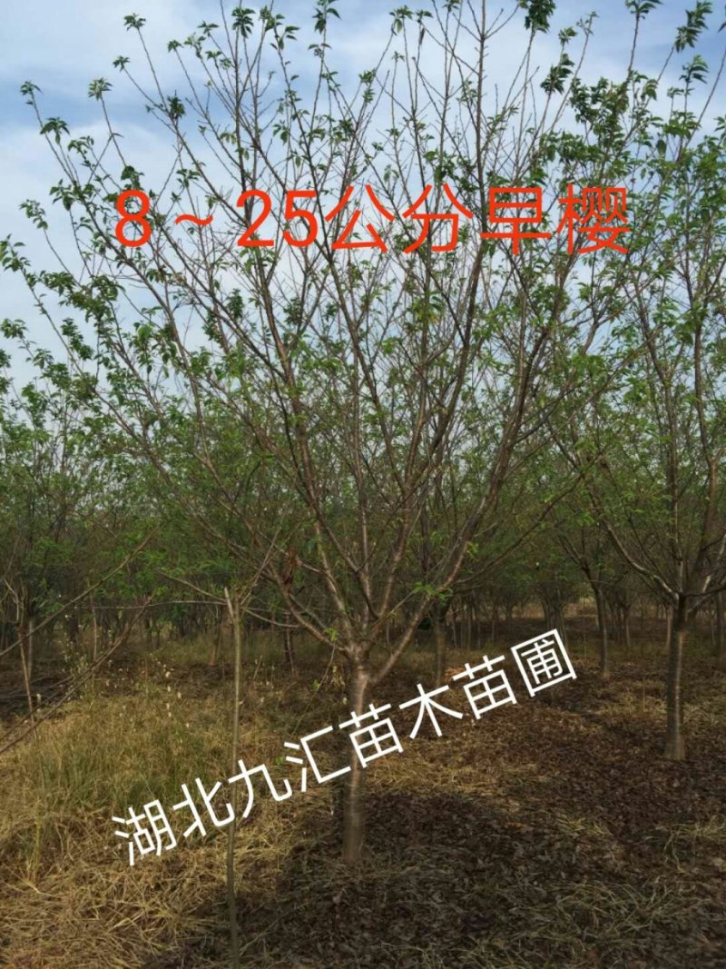 樱花树早樱晚樱高杆樱花