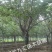 樱花树早樱晚樱高杆樱花