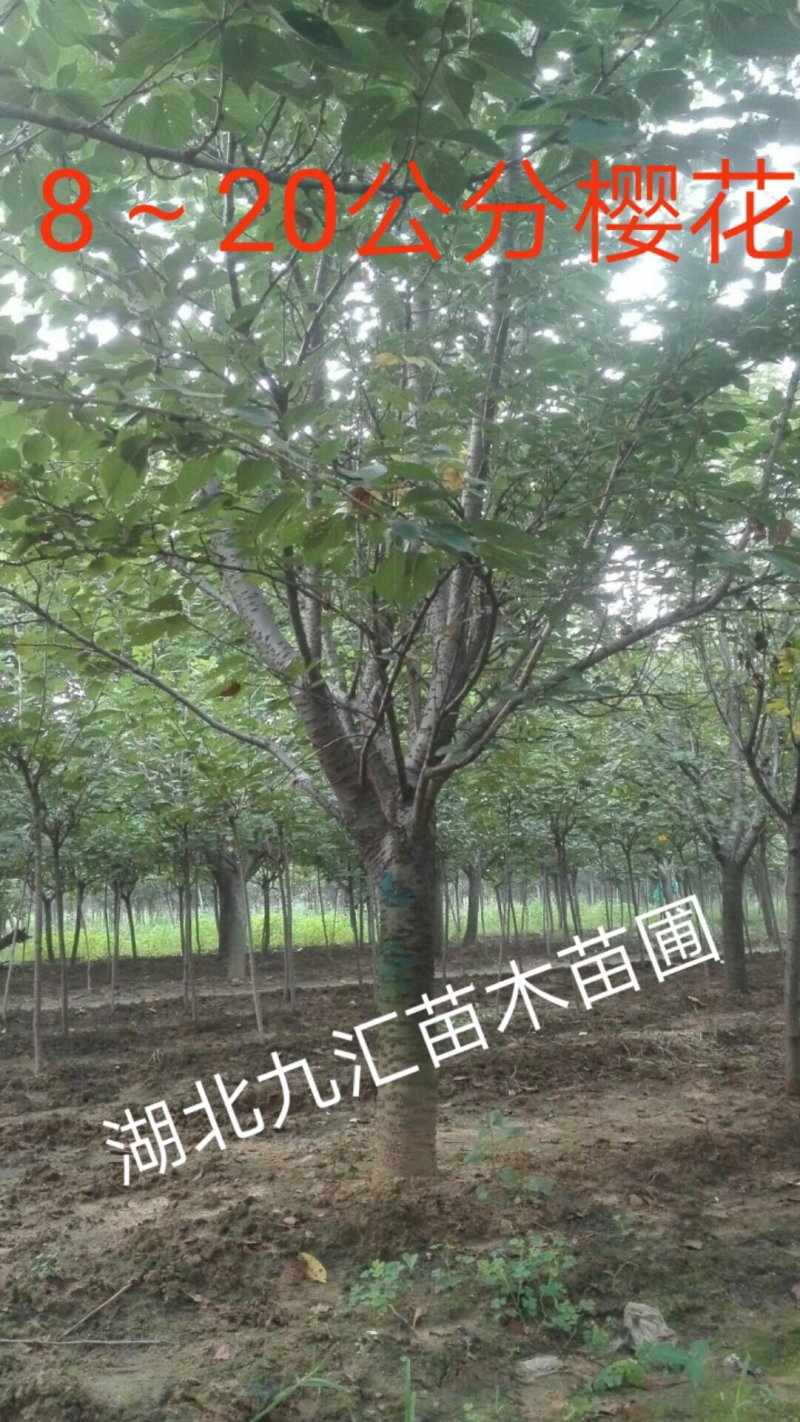 樱花树早樱晚樱高杆樱花