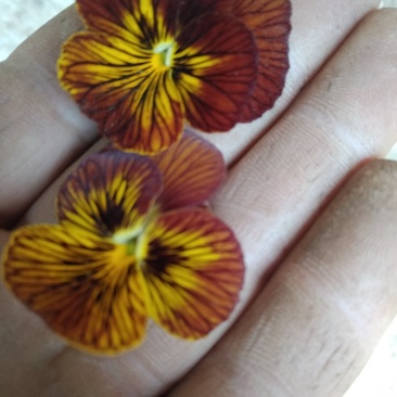 三色堇食用鲜花，酸模叶