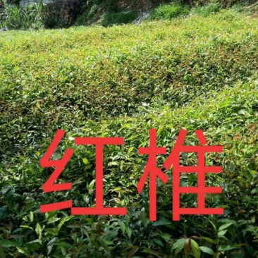 红椎杯苗50公分～80公分高规格保证
