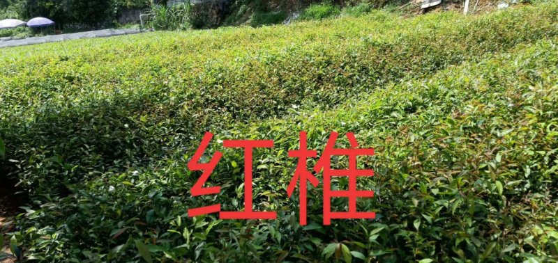 红椎杯苗50公分～80公分高规格保证