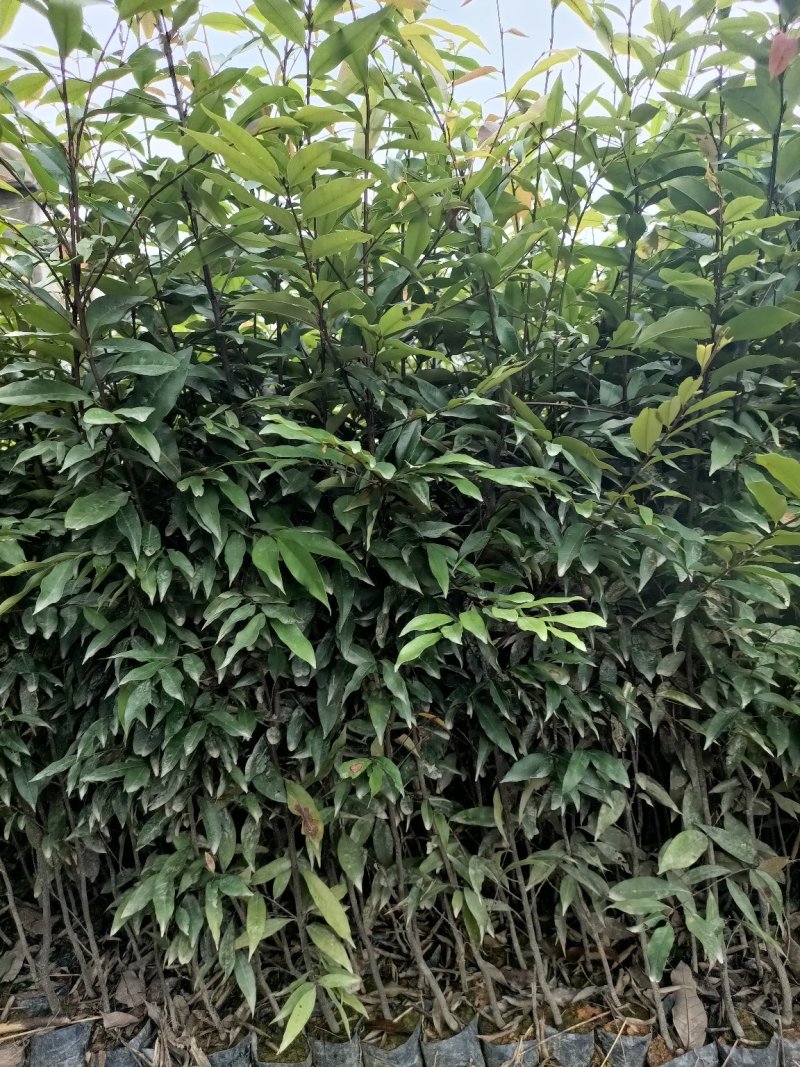 红椎杯苗50公分～80公分高规格保证