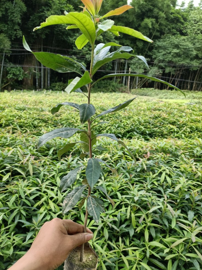 木荷杯苗25公分起防火线专用绿化苗现货供应