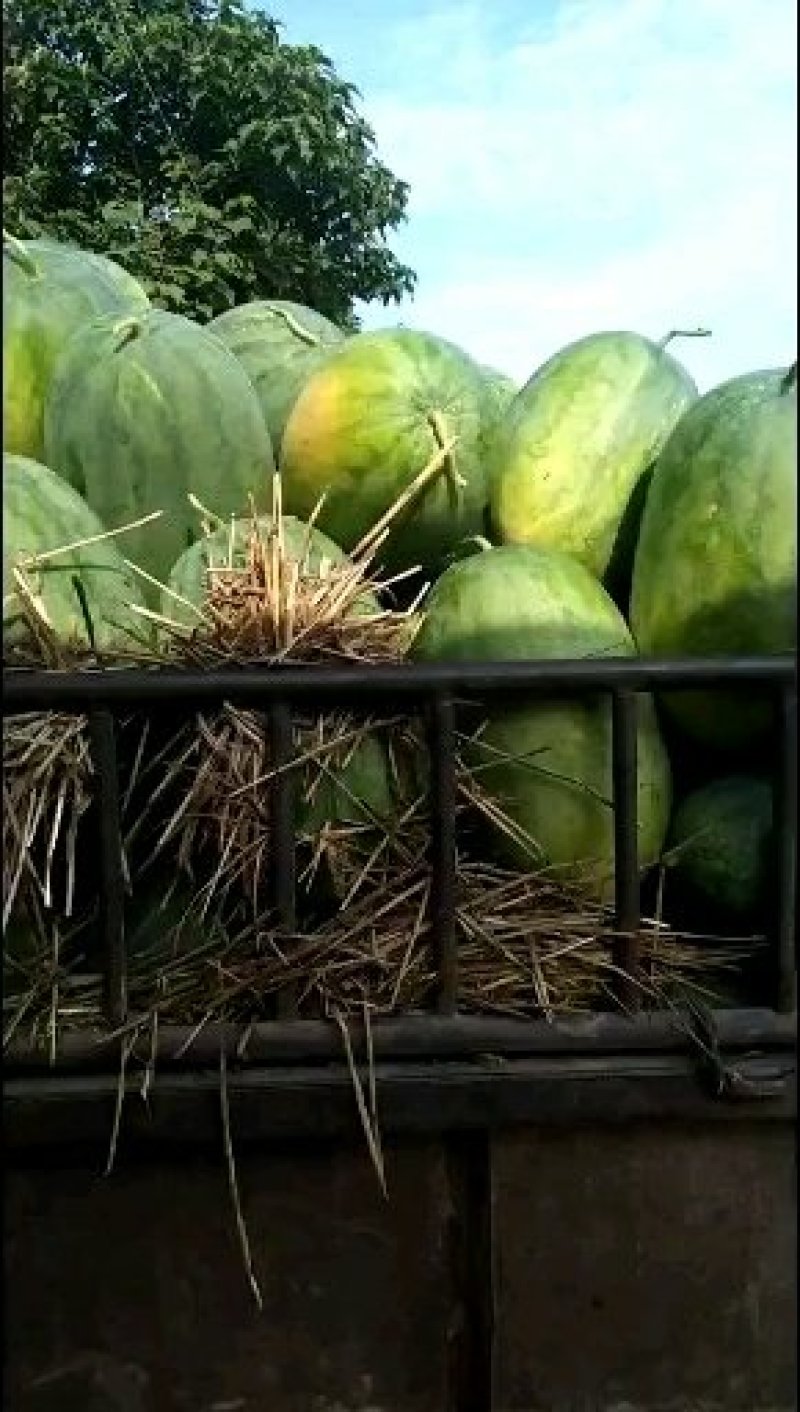 优质龙卷风西瓜八斤打底基地直供一手货源可视频看货