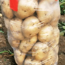 精品红土地土豆，无污染，纯绿色！放心食品！