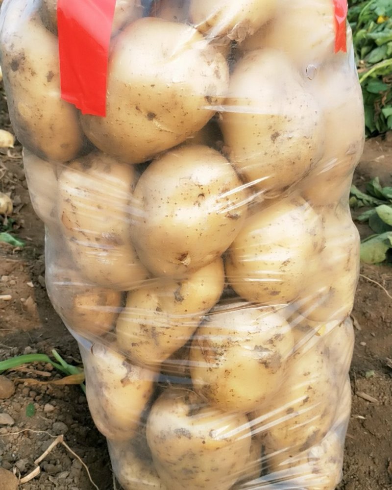 精品红土地土豆，无污染，纯绿色！放心食品！