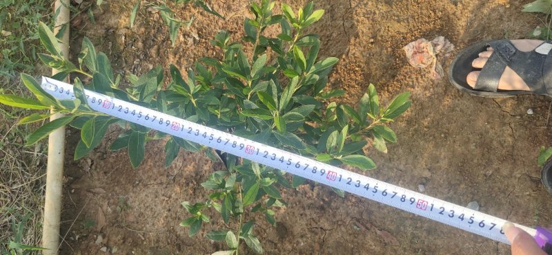 毛杜鹃大量供应高25冠幅25左右35到40左右
