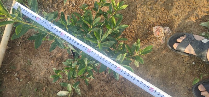 毛杜鹃大量供应高25冠幅25左右35到40左右