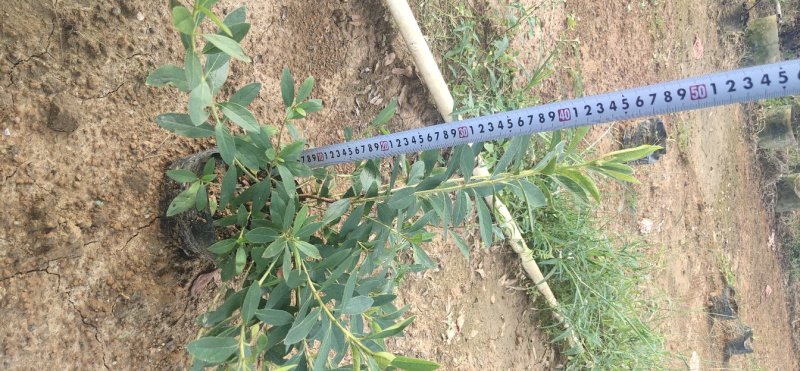 毛杜鹃大量供应高25冠幅25左右35到40左右