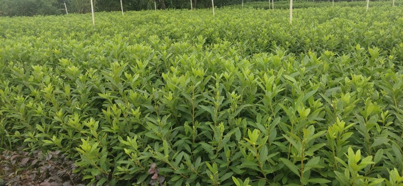 毛杜鹃大量供应高25冠幅25左右35到40左右