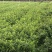 毛杜鹃大量供应高25冠幅25左右35到40左右