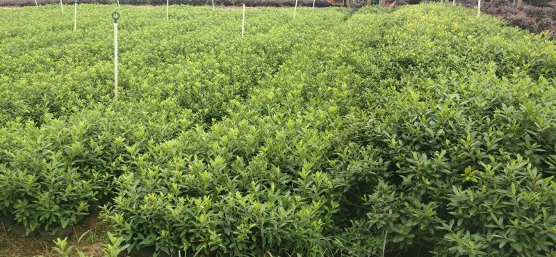 毛杜鹃大量供应高25冠幅25左右35到40左右