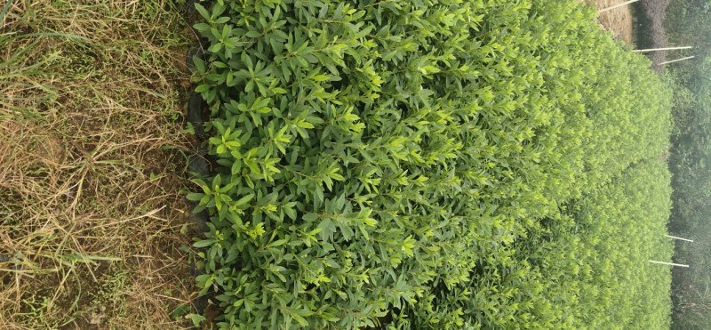 毛杜鹃大量供应高25冠幅25左右35到40左右