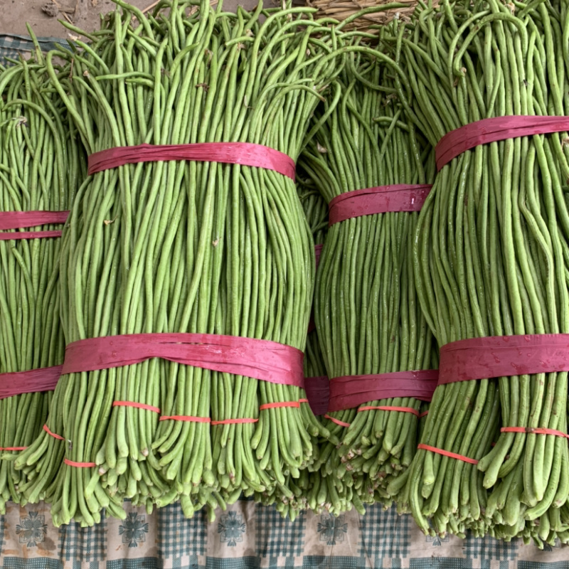 全年大量供应【超市专供】精品长豆角量大从优