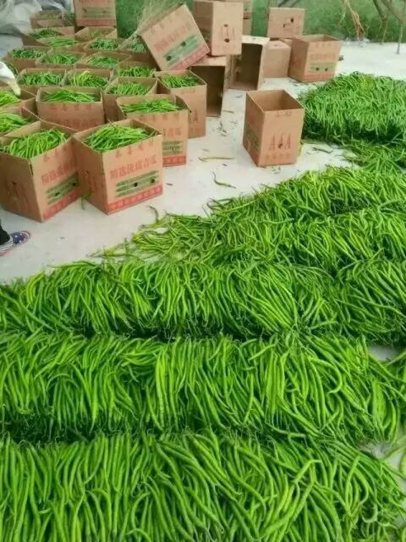 【费县线椒】线椒大量供应中产地一手货源可实地看货